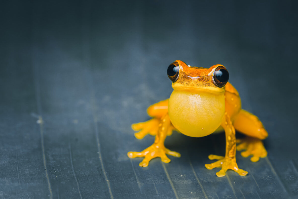 Gallery All Things Wild Expeditions